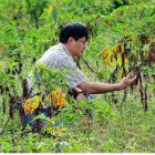 Crop researcher in Thailand